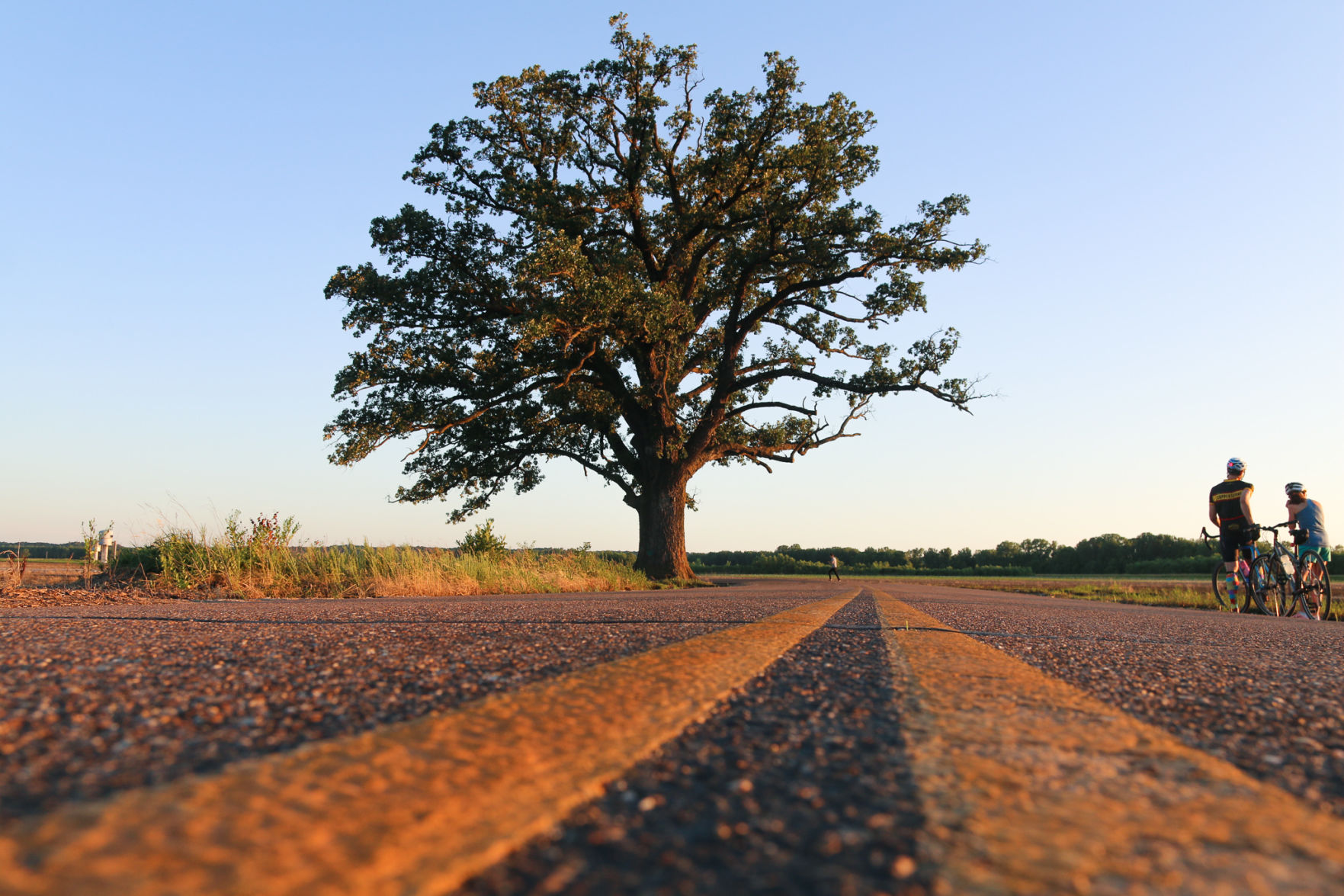 Big Tree at McBaine